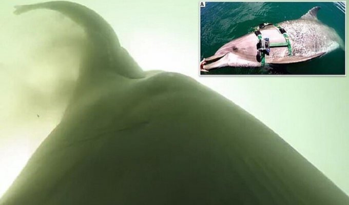Ученые изучили рацион боевых дельфинов с помощью GoPro (6 фото + 1 видео)