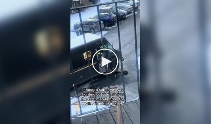 Курьер бегает от индюшек