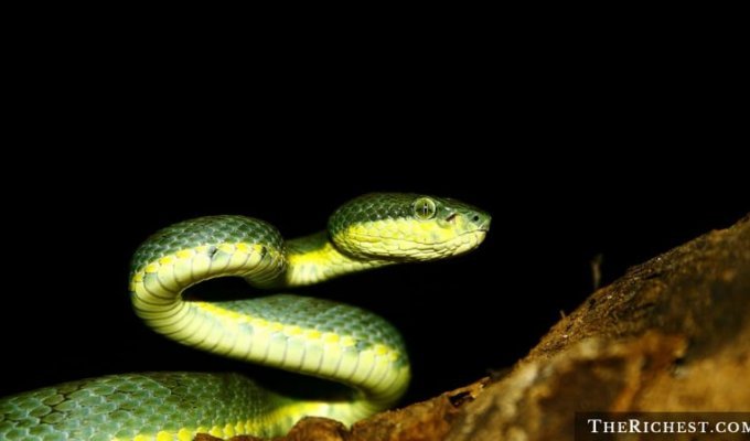 15 тревожных фактов о змеях, которые вы предпочли бы не знать (15 фото)