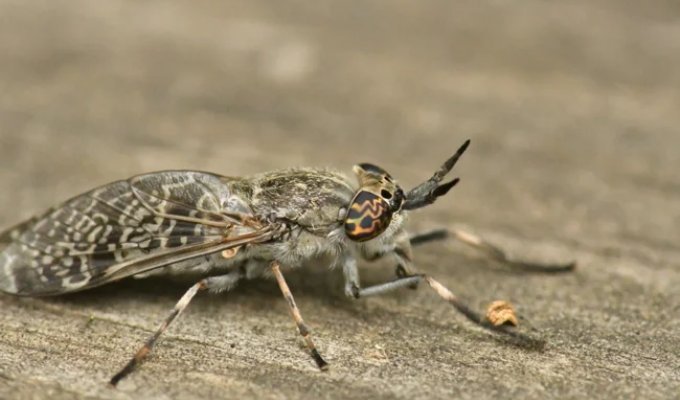 Horseflies: The Elite Bloodsuckers (9 photos)
