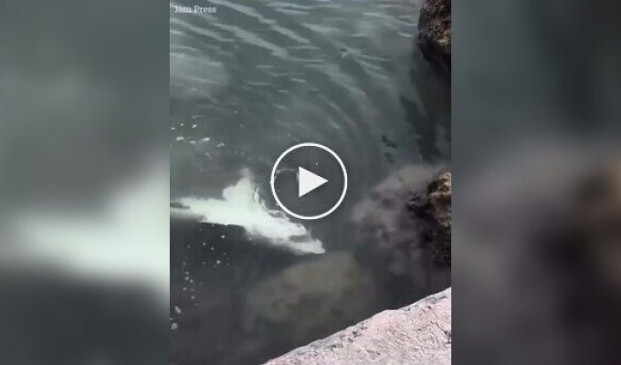 In the US, a man slipped on rocks and almost became a victim of a shark