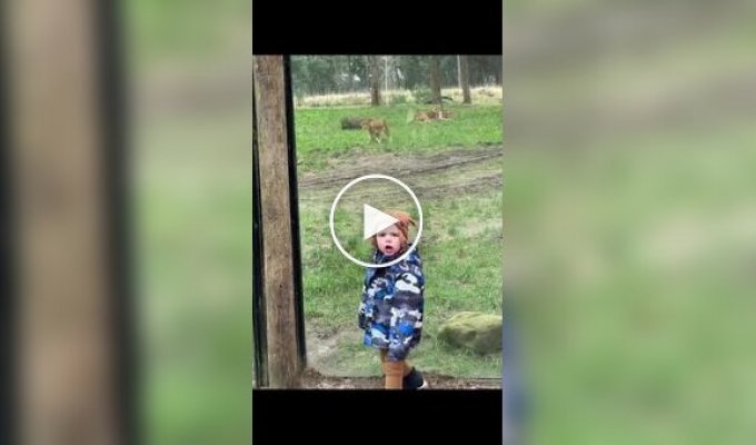 A lioness started hunting a child in a safari park in the Netherlands