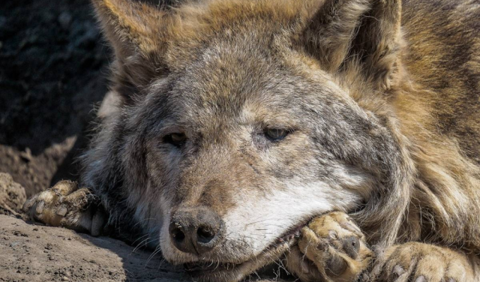 Is it true that the old wolf leaves his pack so as not to be a burden to the family? (5 photos)
