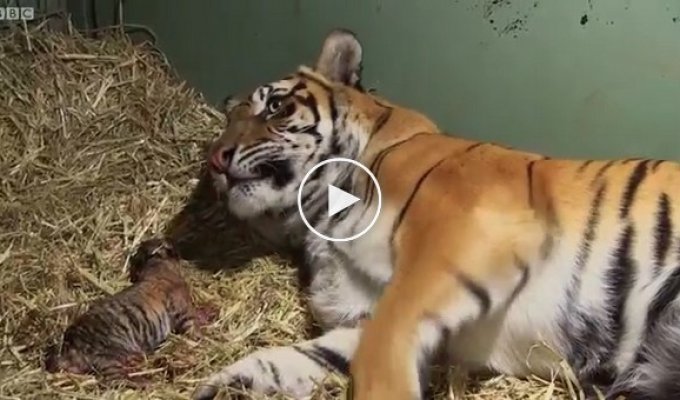 This tigress has just given birth to one baby. Suddenly the zoo staff froze with excitement...