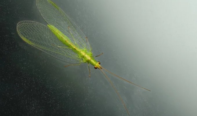 Lacewing: they didn't seem to exist before... so who are they? (9 photos)