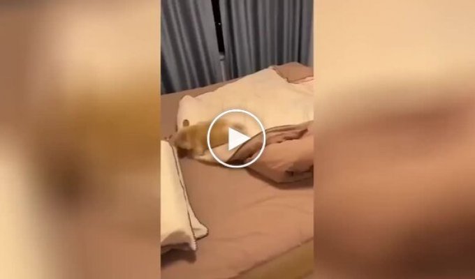 A Dog's Funny Bedtime Ritual