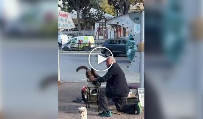 В Турции к пожилому чистильщику обуви каждое утро приходит кот