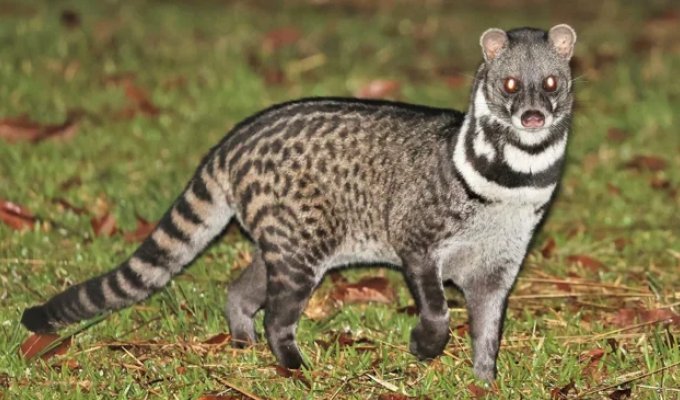 Tangalunga: Between a Cat and Something Strange (7 photos)