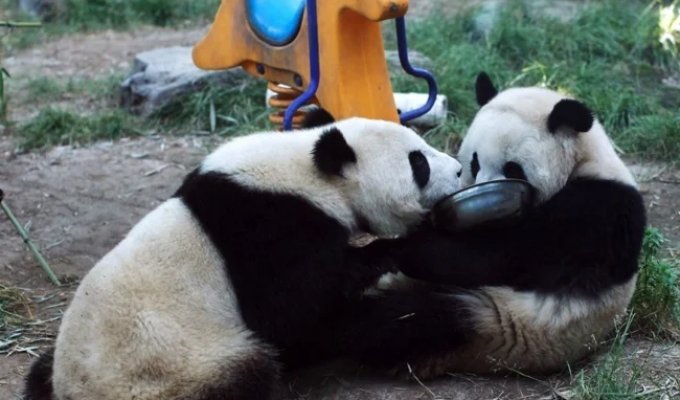 Cute funny pandas (13 photos)