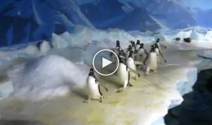 Пингвины бегающие за лазерной указкой