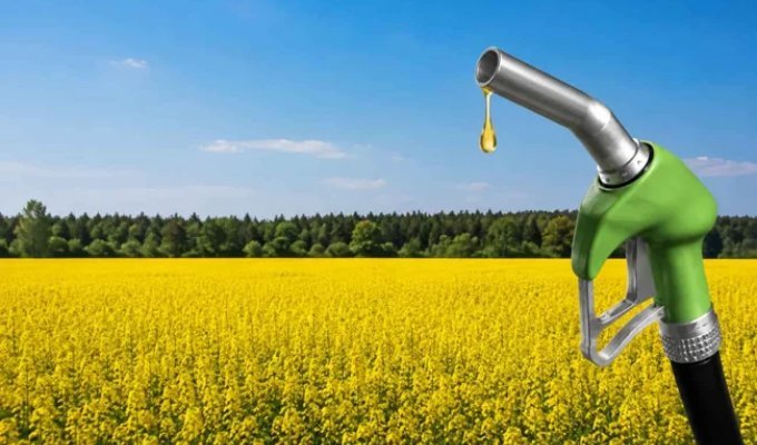 Що таке біодизель і чому він не врятував світ від нафти (8 фото)