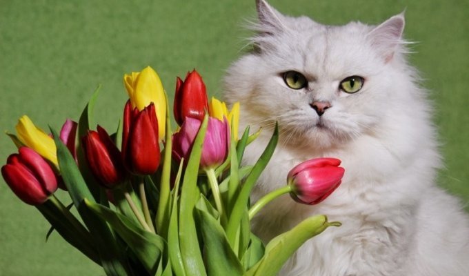 Тюльпани не можна! Ветеринар розповіла, які квіти небезпечні для котів (7 фото)