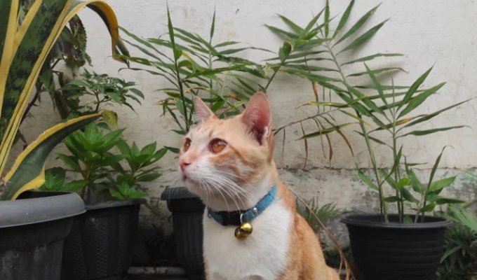 Why Most Ginger Cats Are Male (3 Photos)