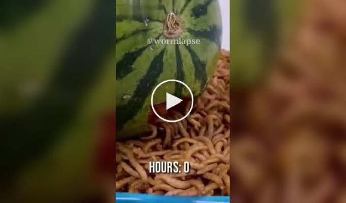 Mealworms and random food