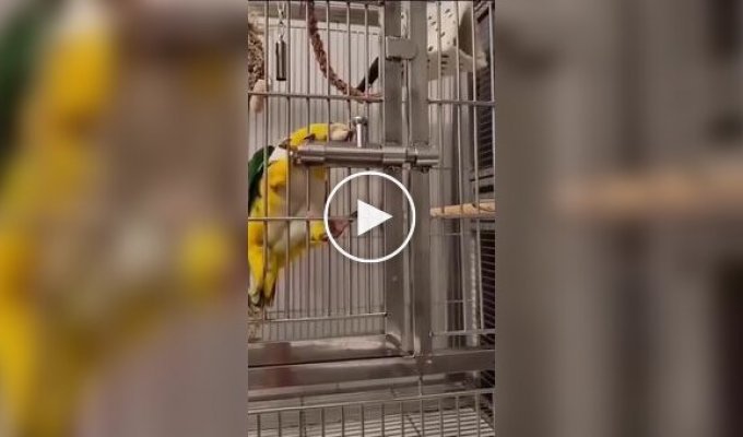 Mission Impossible: Bird in a Cage