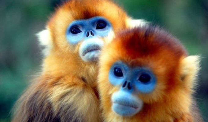  Золотистые курносые обезьяны (12 фото)