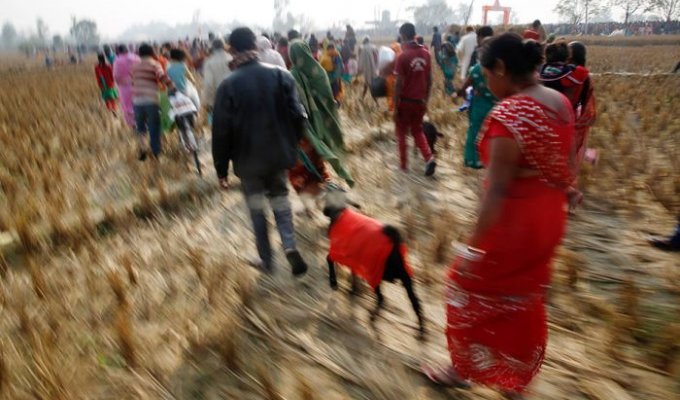 Непальский фестиваль Гадимаи - мероприятие, о котором не пишут СМИ (34 фото)