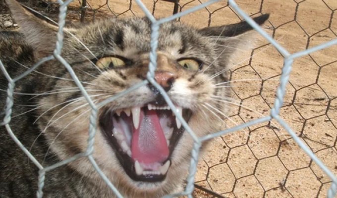 Why Australia built a "Great Wall" against cats (5 photos)