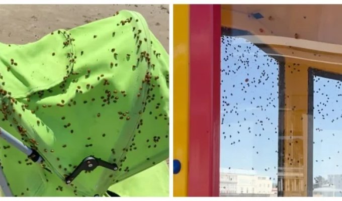 На Великобританию обрушился рой божьих коровок (6 фото + 3 видео)