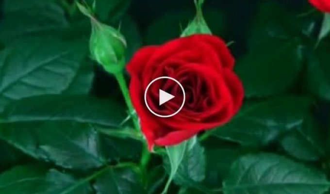 Как распускается роза