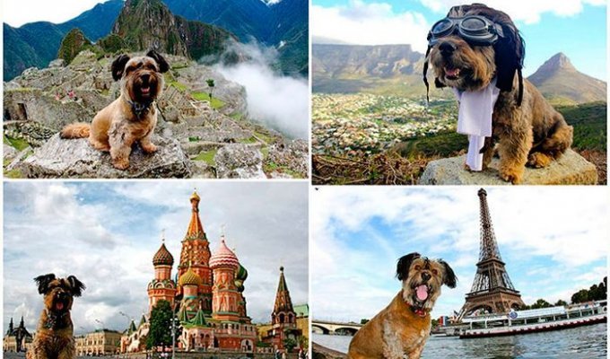 Оскар – пес-путешественник (28 фото)