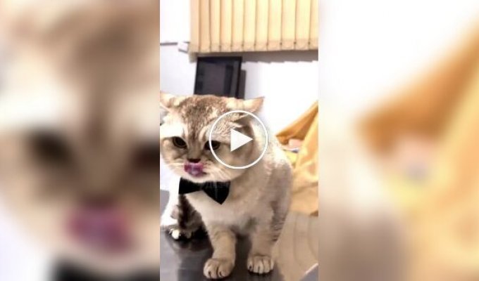 Против кота использовали его главную слабость