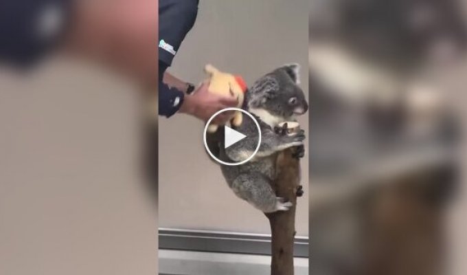 Как взвесить детеныша коалы без стресса