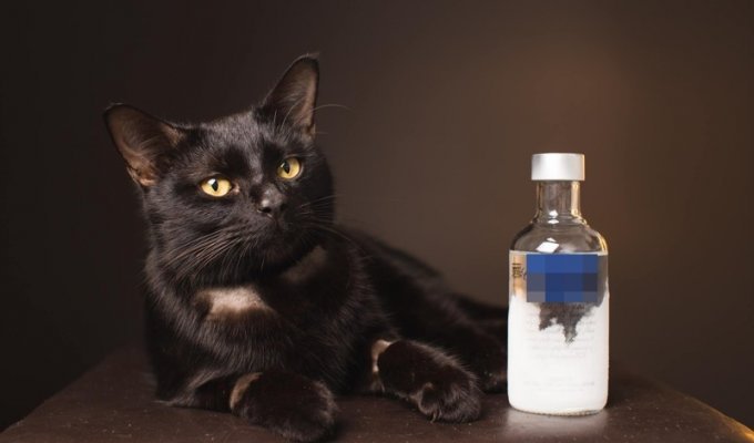 Австралийские ветеринары с помощью водки спасли отравившуюся антифризом бездомную кошку (8 фото)