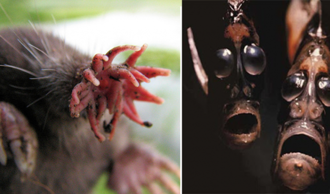 15 реальных животных, про которых можно снимать фильмы ужасов (10 фото)