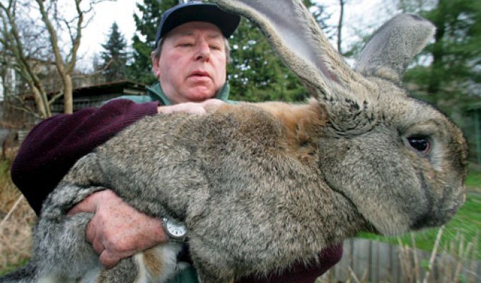 Огромный кролик (2 фото)