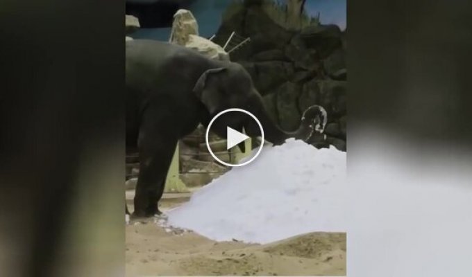 The elephant saw snow for the first time
