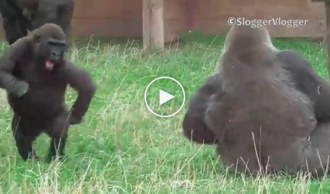 В семье горилл пополнение и реакция старшего брата на малыша
