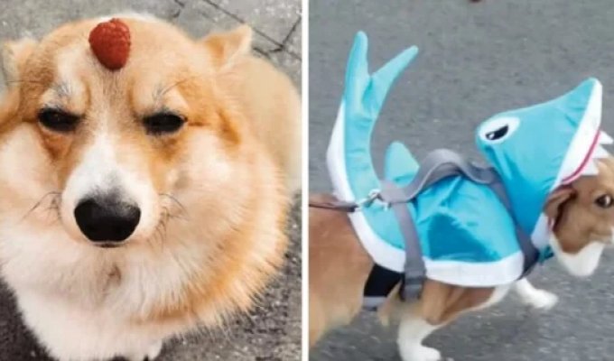 25 Corgis Who Are Very Dissatisfied with Their Owners' Behavior (26 photos)
