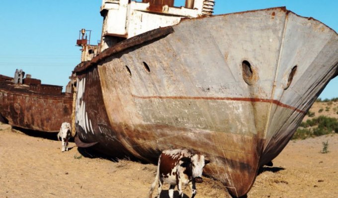 Невероятные фотографии жуткого кладбища кораблей в пустыне Аралкум (11 фото)