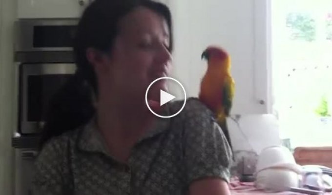 Прикольный попугай любит танцевать
