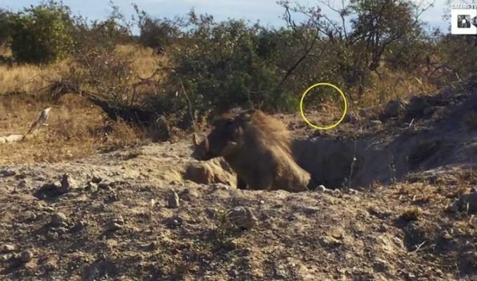 Хорошо замаскировавшемуся леопарду удалось добыть для себя детёныша бородавочника (5 фото + 1 видео)