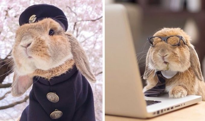 Встречайте самого стильного в мире кролика (35 фото)