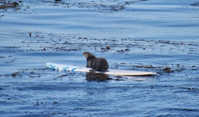 В Калифорнии агрессивный зверь терроризирует местных сёрферов и отбирает их доски (7 фото + видео)