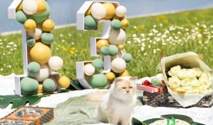 Karl Lagerfeld's cat, which owns 200 million euros, celebrated its 13th birthday (2 photos)