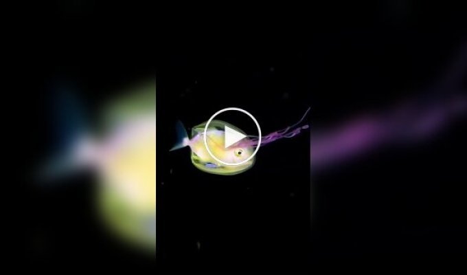 Photographer captured a fish inside a jellyfish