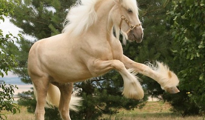 Unusual horses (30 photos)