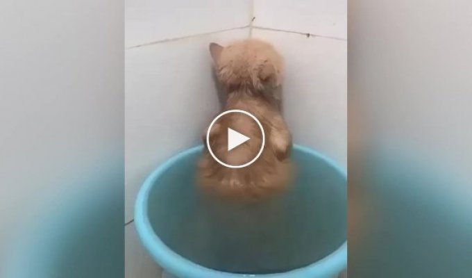 A cat offended by bathing has become a social network star