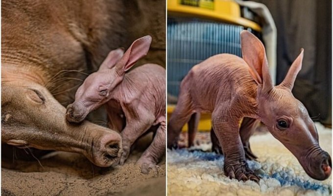 В зоопарке Англии родился зверёк с необычной внешностью (9 фото + 1 видео)