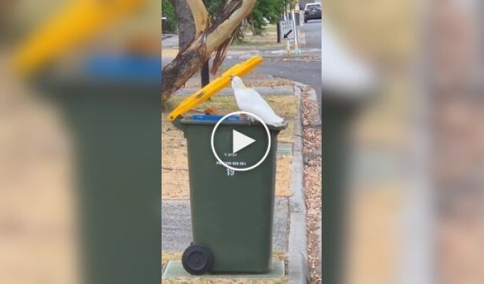 Попугай показал навыки сортировщика мусора