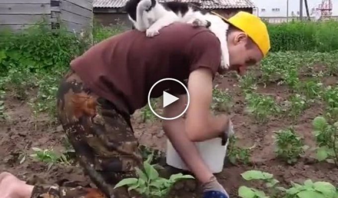Котик который умеет и знает как помогать своему хозяину на огороде