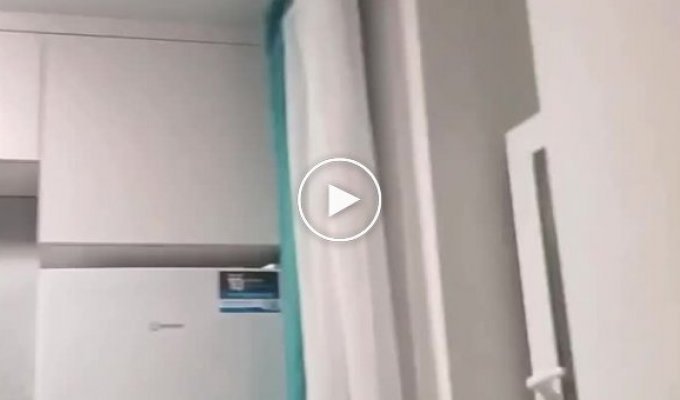 Кот против летучей мыши: в тюменскую квартиру залетела летучая мышь