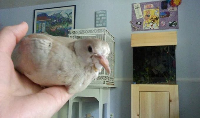 How Pigeons Grow Day by Day (31 photos)