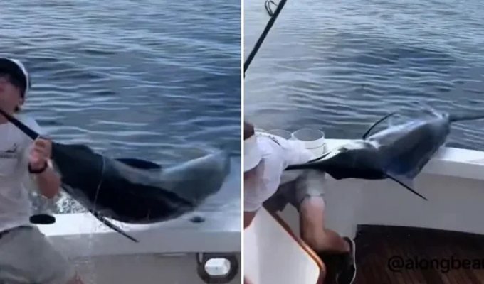 A huge marlin almost pierced a fisherman (4 photos + 1 video)