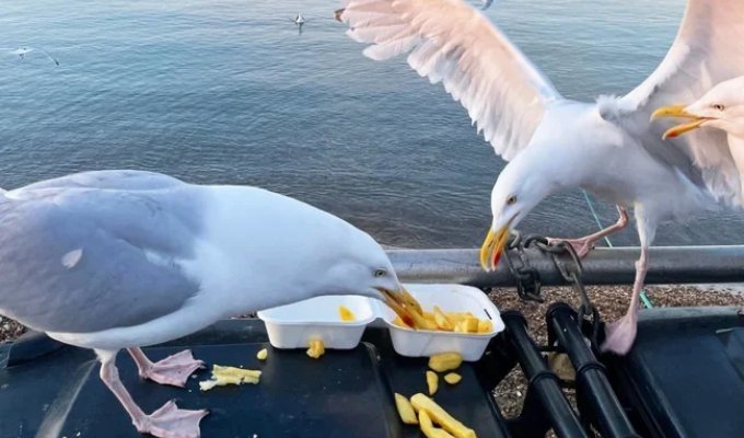 They don't just steal food: scientists consider seagulls a "winged threat" to Britain (2 photos)