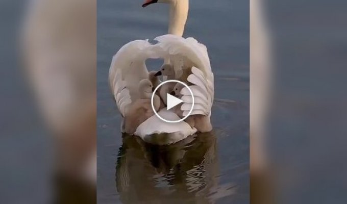 Under reliable protection: cygnets sit under their mother's wings